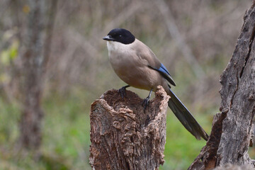 Azure-winged Magpie (Cyanopica cyanus) perched on a branch