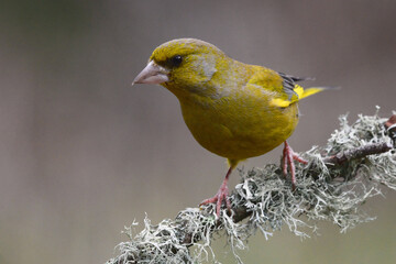 European Greenfinch (Carduelischloris) 
