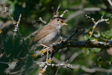 Common Nightingale (Luscinia megarhynchos) singing on a branch