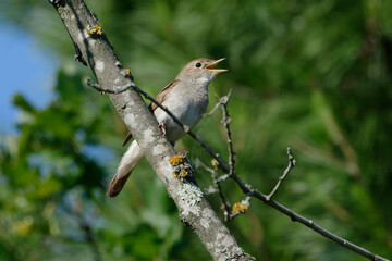 Common Nightingale (Luscinia megarhynchos) singing on a branch