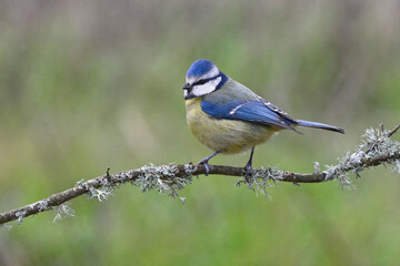 Eurasian Blue Tit (Cyanistes caeruleus)  perched on a branch