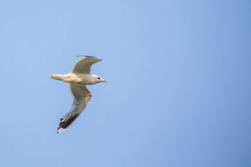 Common gull (Larus canus) flying over Juist, East Frisian Islands, Germany.