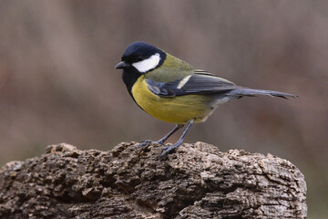 Great Tit (Parus major) perched on a branch