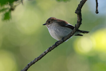 Female European Pied Flycatcher (Ficedula hypoleuca) perched on a branch