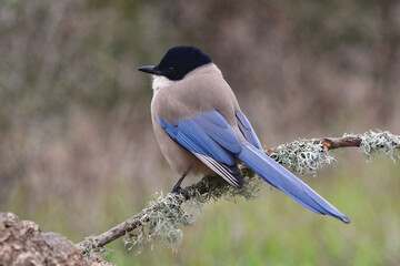 Azure-winged Magpie (Cyanopica cyanus) perched on a branch
