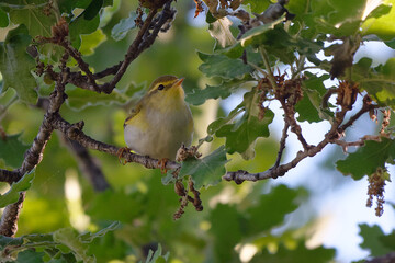 Wood Warbler (Phylloscopus sibilatrix) perched on a branch
