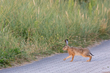 European hare (Lepus europaeus) on East Frisian island Juist, Germany.