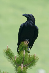 Northern Raven (Corvus corax) resting on a tree