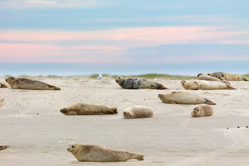 Fototapeta na wymiar Harbor Seals (Phoca vitulina) on a sandbank in the wadden sea at the East Frisian island Juist, Germany.