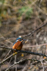 Juvenile Kingfisher (Alcedo atthis) in the nature protection area Moenchbruch near Frankfurt, Germany.