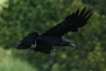 Northern Raven (Corvus corax) flying