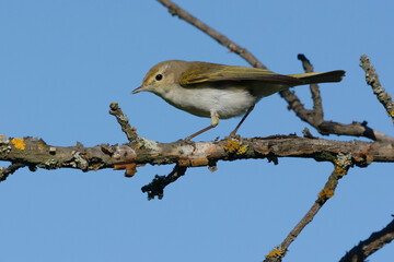 Western Bonelli's Warbler (Phylloscopus bonelli) perched on a branch