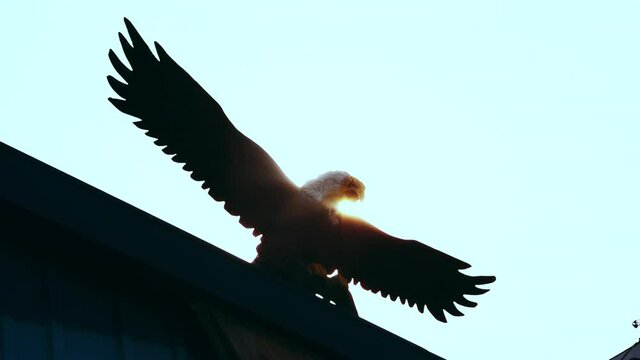 eagle silhouette with sun lens flare. Eagle inciting wings flying gliding, haliaeetus leucocephalus bird animal silhouette. american freedom symbol.wooden eagle