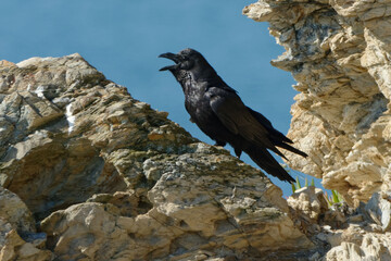 Northern Raven (Corvus corax) resting on a rock