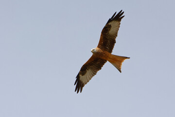 Red Kite (Milvus milvus) flying