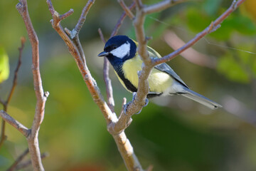 Great Tit (Parus major) perched on a branch