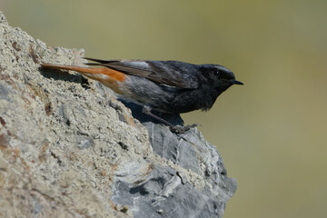 Male Black Redstart (Phoenicurus ochruros) resting on a rock