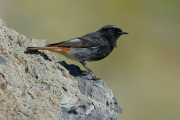Male Black Redstart (Phoenicurus ochruros) resting on a rock