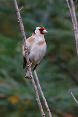 European Goldfinch (Carduelis carduelis) perched on a branch