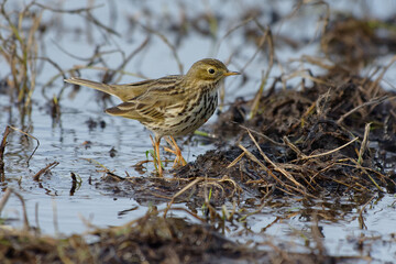 Water Pipit (Anthis spinoletta) in winter plumage