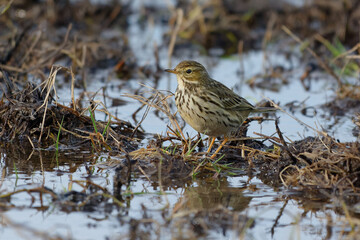 Water Pipit (Anthis spinoletta) in winter plumage
