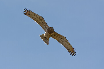 Short-toed Snake Eagle (Circaetus gallicus) flying