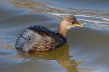 Little Grebe (Tachybaptus ruficollis) in winter plumage