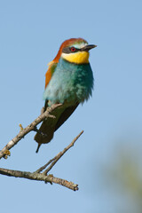 European Bee-eater (Merops apiaster) 