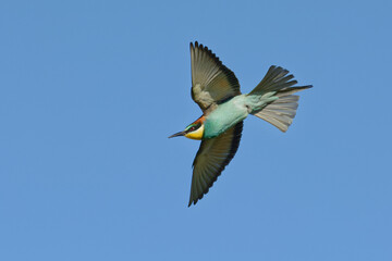 European Bee-eater (Merops apiaster) 