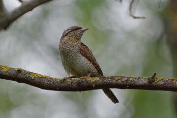 Eurasian Wryneck (Jynx torquilla) perched on a branch