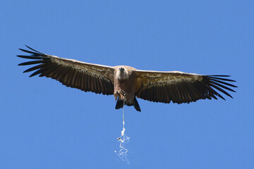 Griffon Vulture (Gyps fulvus) defecating in flight