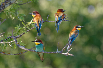European Bee-eater (Merops apiaster) 