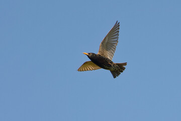 Common Starling (Sturnus vulgaris) flying in the blue sky