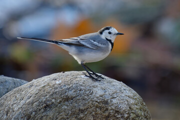 Fototapeta premium White Wagtail (Motacilla alba) resting on a stone