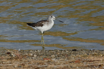 Common Greenshank (Tringa nebularia) walking in the water