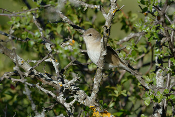 Obraz premium Garden Warbler (Sylvia borin) perched on a branch