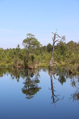 Zauberhaft Spiegelung eines toten und gesunden Baumes im Wasser  im Moor / Pietzmoor