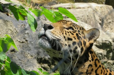 Jaguar in Florida zoo, closeup © natalya2015
