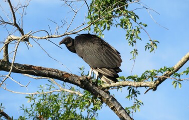 Black american vulture on tree against blue sky in Florida nature