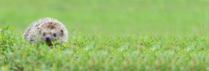 hedgehog on the grass..