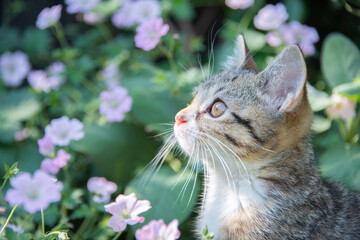 Portrait of a young tabby kitten photographed outside in a garden..