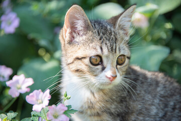 Naklejka na ściany i meble Portrait of a young tabby kitten photographed outside in a garden..