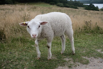Walking lamb