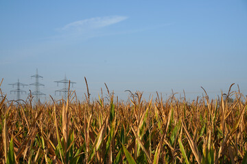 Maiskolben Maisfeld im Herbst