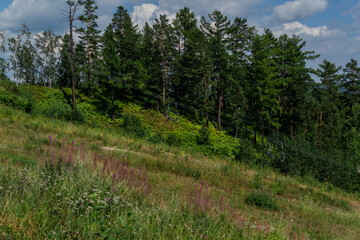 cable car with seats among coniferous trees in green forest on hill in mountains, pink flowers, summer blue sky with white clouds