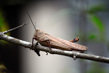 Clinging to a tree branch, this grasshopper is watching its prey, the ants. This grasshopper is camouflaged like a tree branch on which it sits