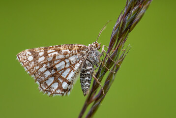 Latticed Heath - Chiasmia clathrata, small brown and yellow moth from European meadows and grasslands, Zlin, Czech Republic.
