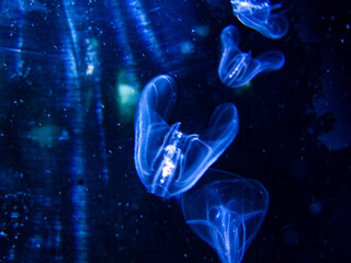 M&eacute;duse
KODAK Digital Still Camera