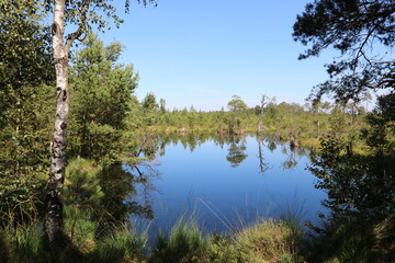 Wundervolle Naturlandschaft im Moor / Pietzmoor