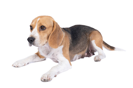 Portrait of a beagle dog lying full body isolated against a white background